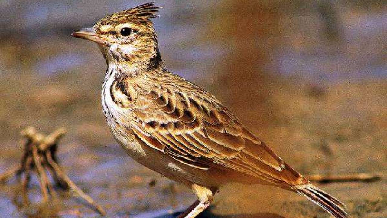150 видов птиц могут исчезнуть в Казахстане из-за боевых действий