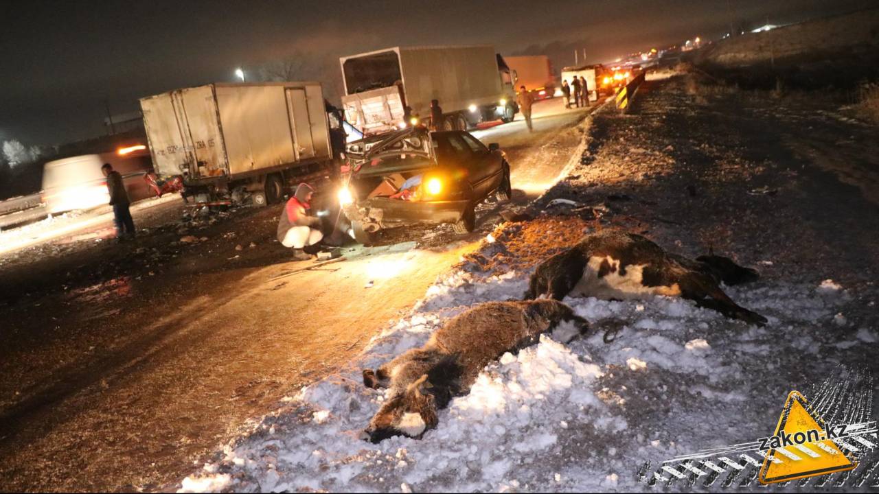 Две погибшие коровы - массовое ДТП на трассе "Алматы-Капшагай"