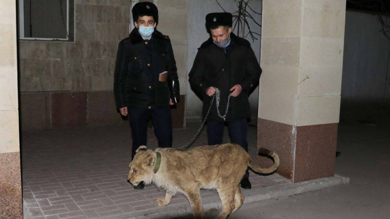 Львенка из гостиницы Шымкента передали в зоопарк