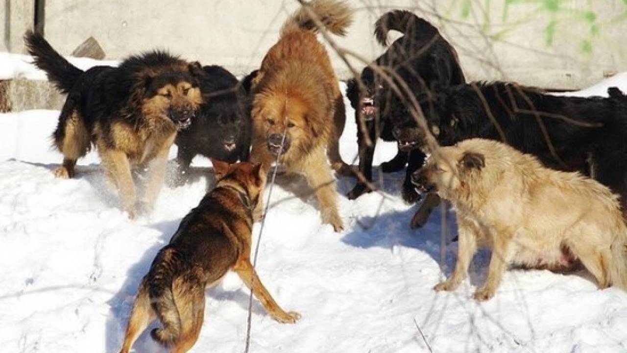 Нападение собак на скот в ЗКО попало на видео