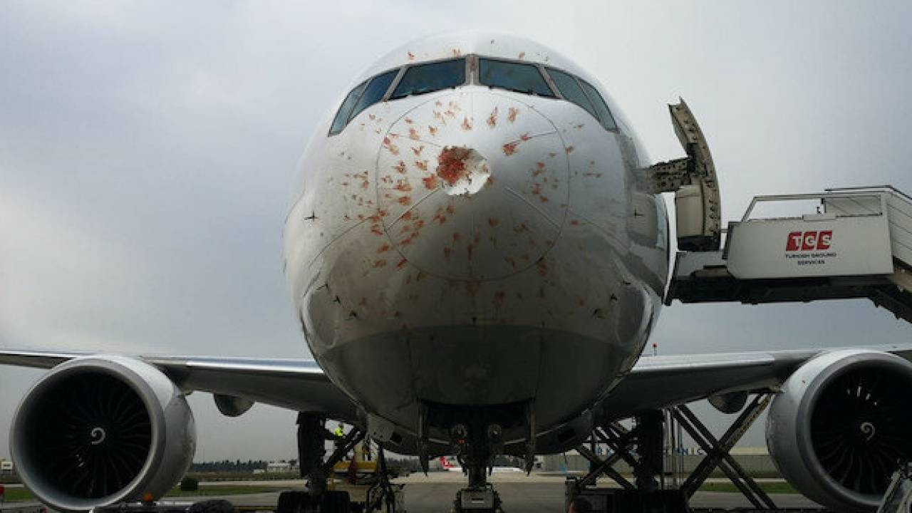 Направлявшийся в Казахстан турецкий Boeing 777 столкнулся со стаей птиц