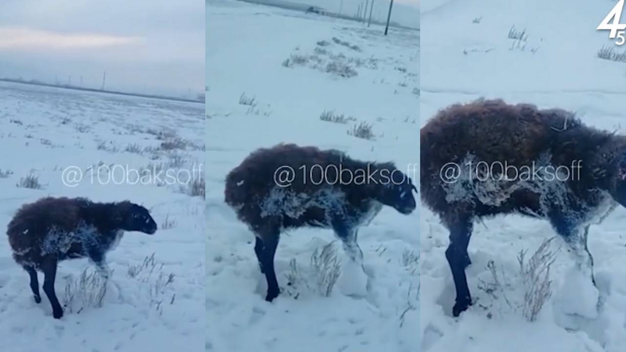 Овца насмерть замерзла в Алматинской области