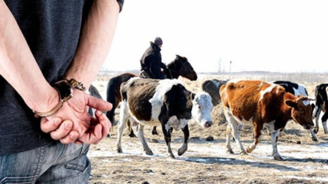 Пограничников судят за кражу скота в Шымкенте