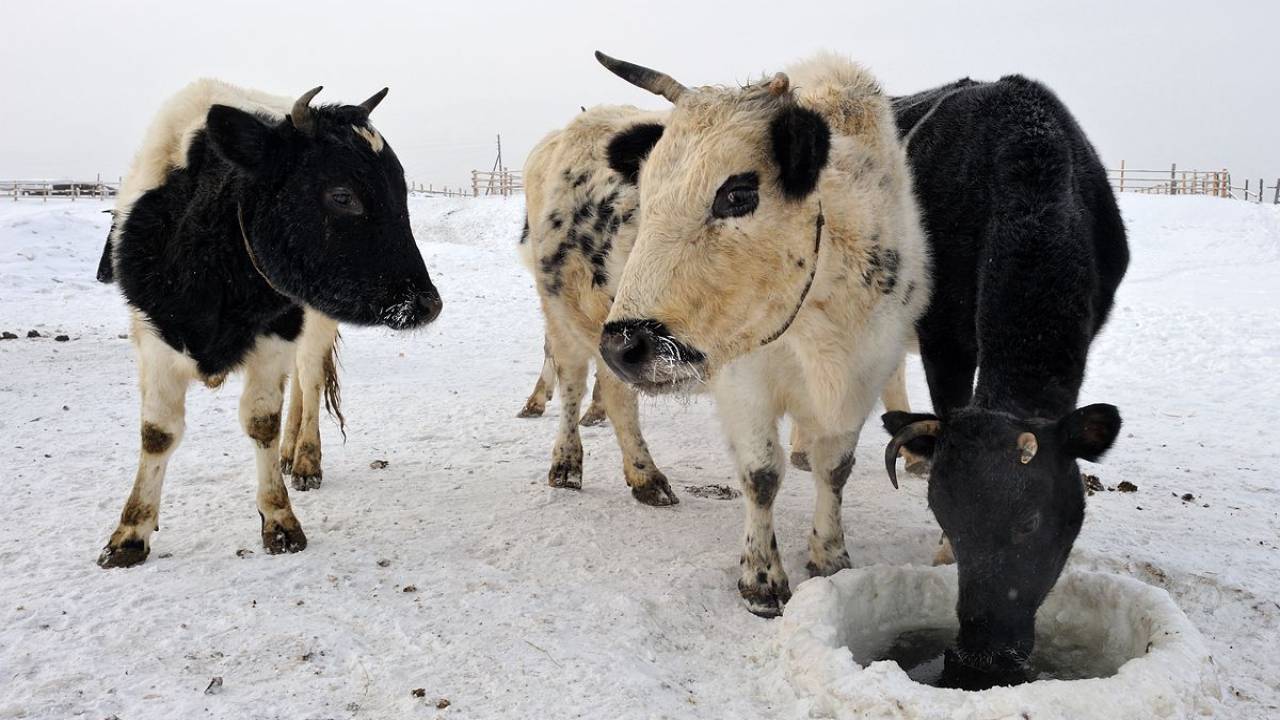 Скот гибнет в глубоких ямах на полях в Туркестанской области