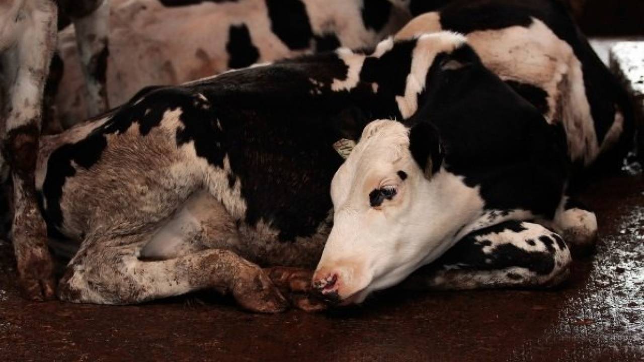Смертельной болезнью заражается домашний скот в Алматинской области