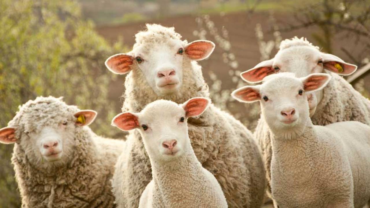 В Костанайской области неизвестный зверь загрыз овец
