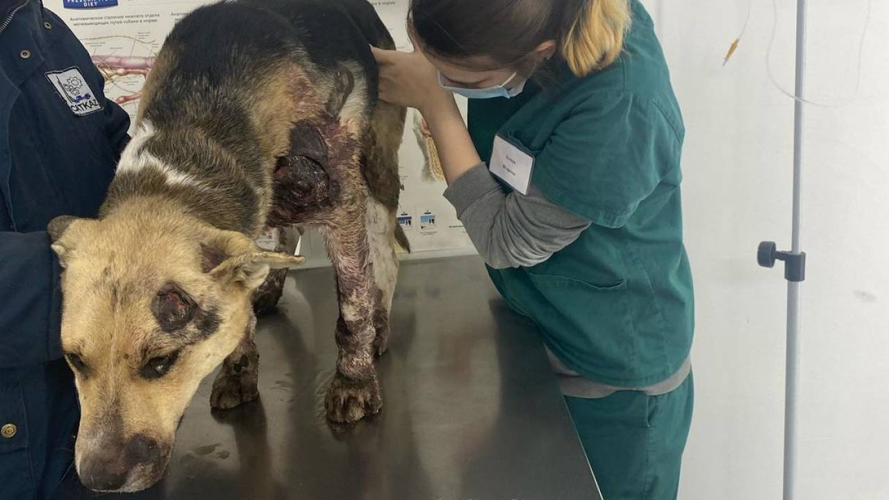 Ветеринары показали раны пса
