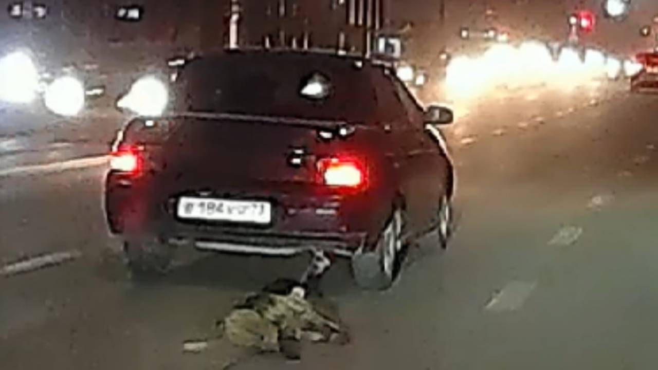 Вся дорога была в крови – в Атырау собаку привязали к машине