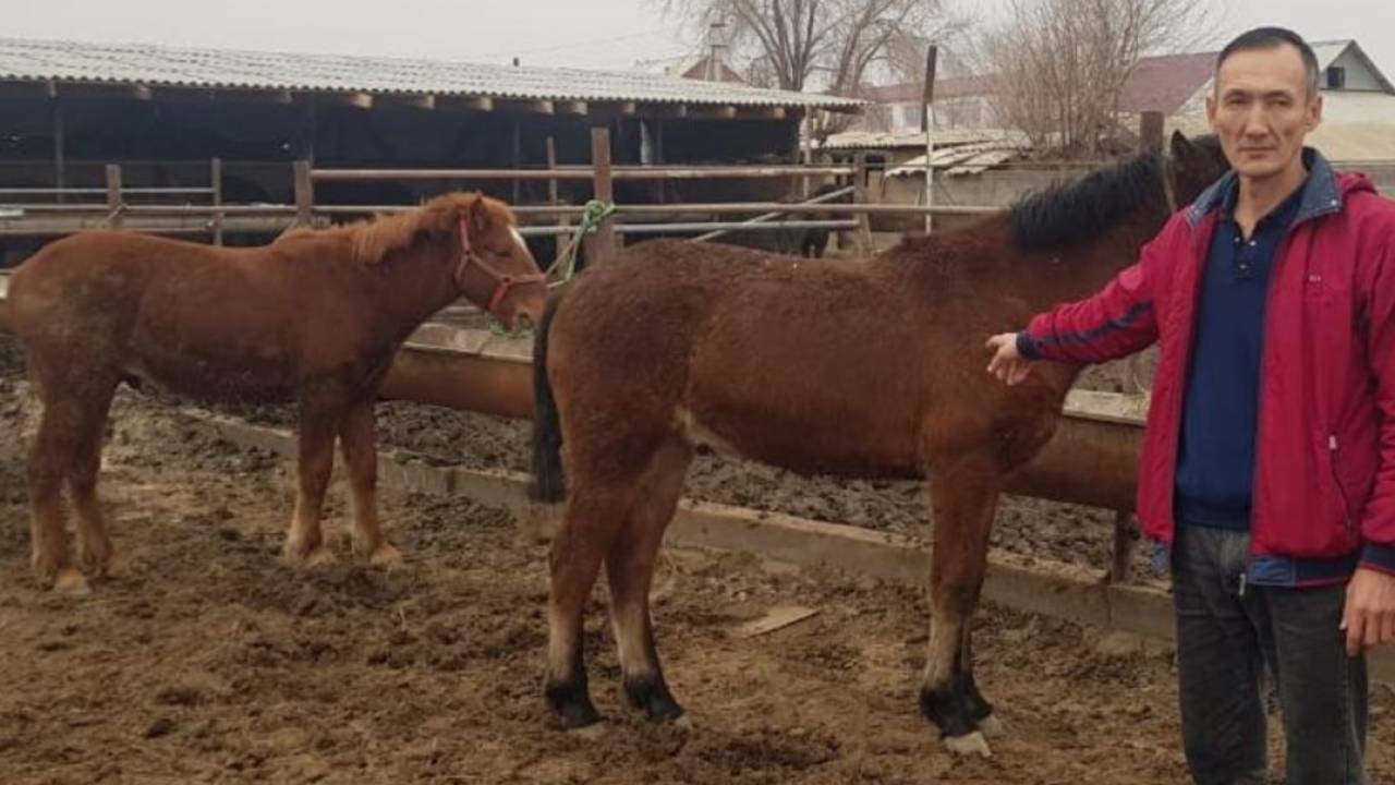 За сутки нашли пропавших лошадей в Туркестанской области