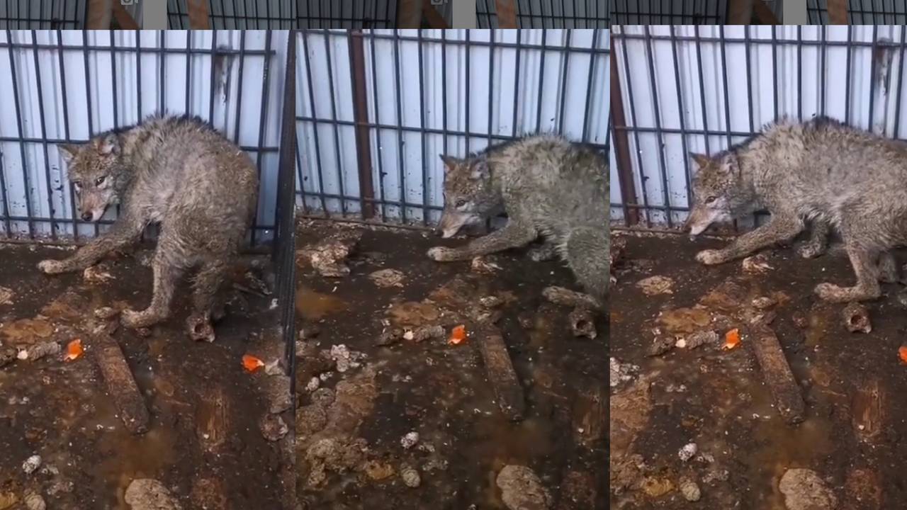 Зоозащитники выкупили у живодера волка в Алматинской области