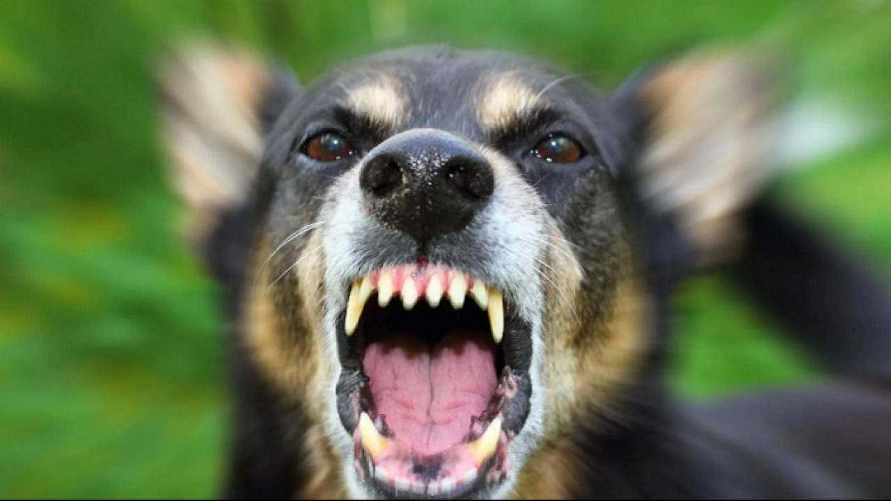 Бродячая собака покусала четырехлетнего малыша в ВКО