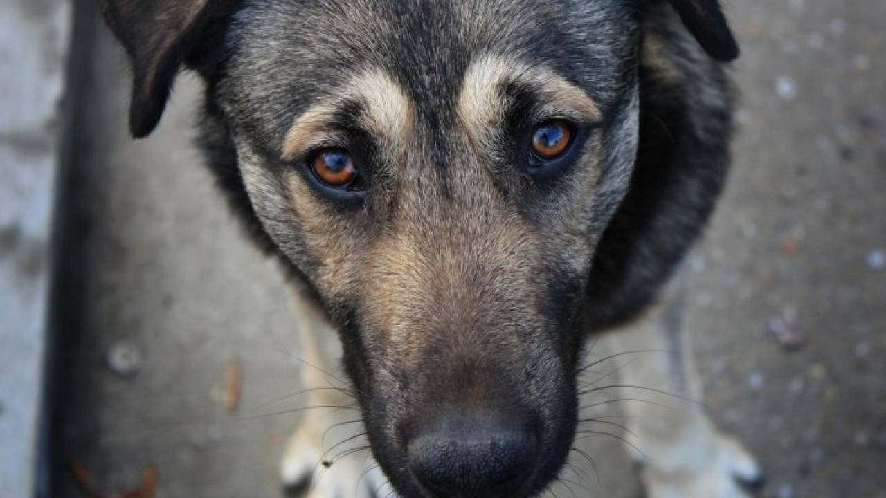 Бродячих собак отстреливали на глазах у детей в Жамбылской области