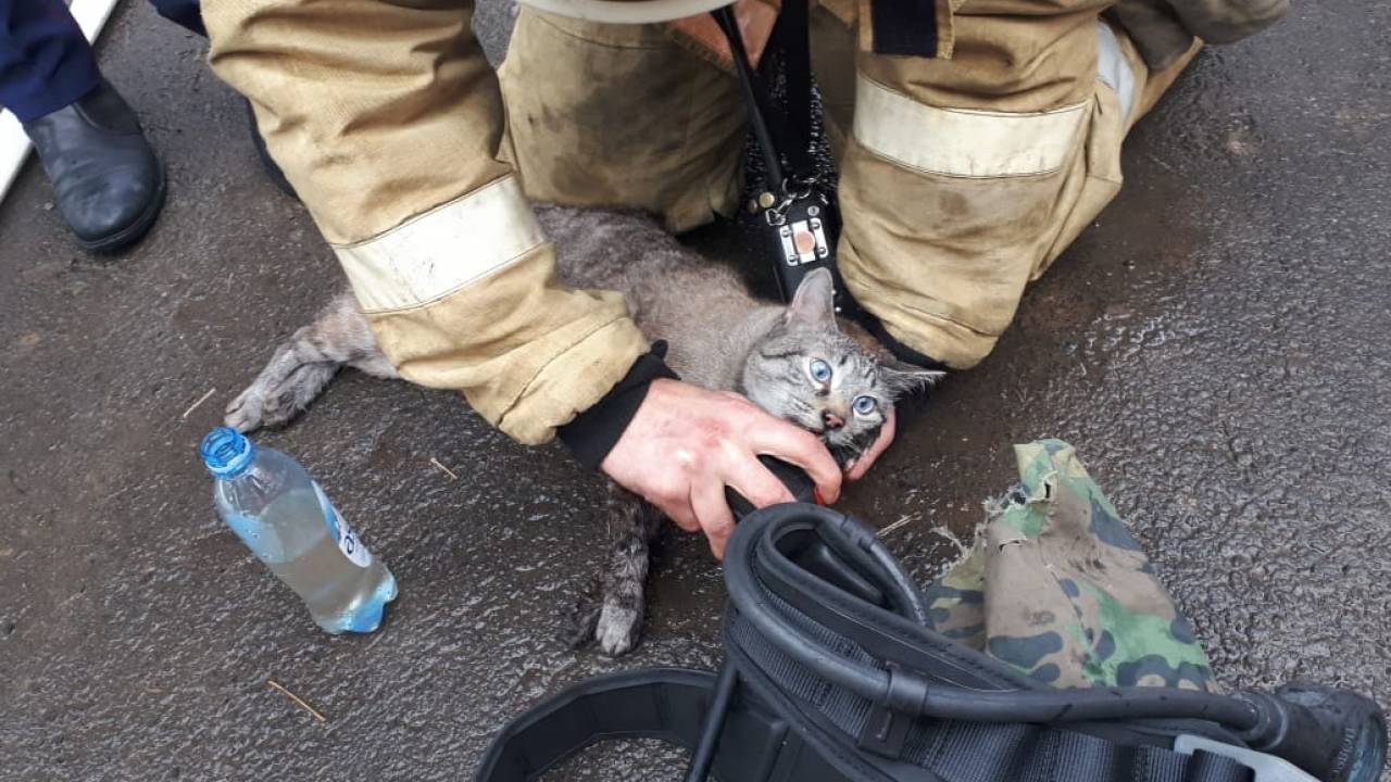 Кошку откачали после пожара в Алматы