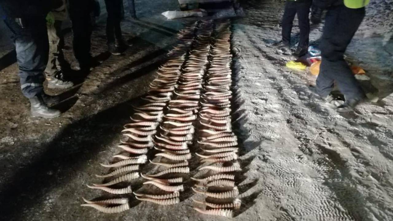 Крупную партию рогов сайги задержали в ЗКО: ущерб составил более 17 млн тенге