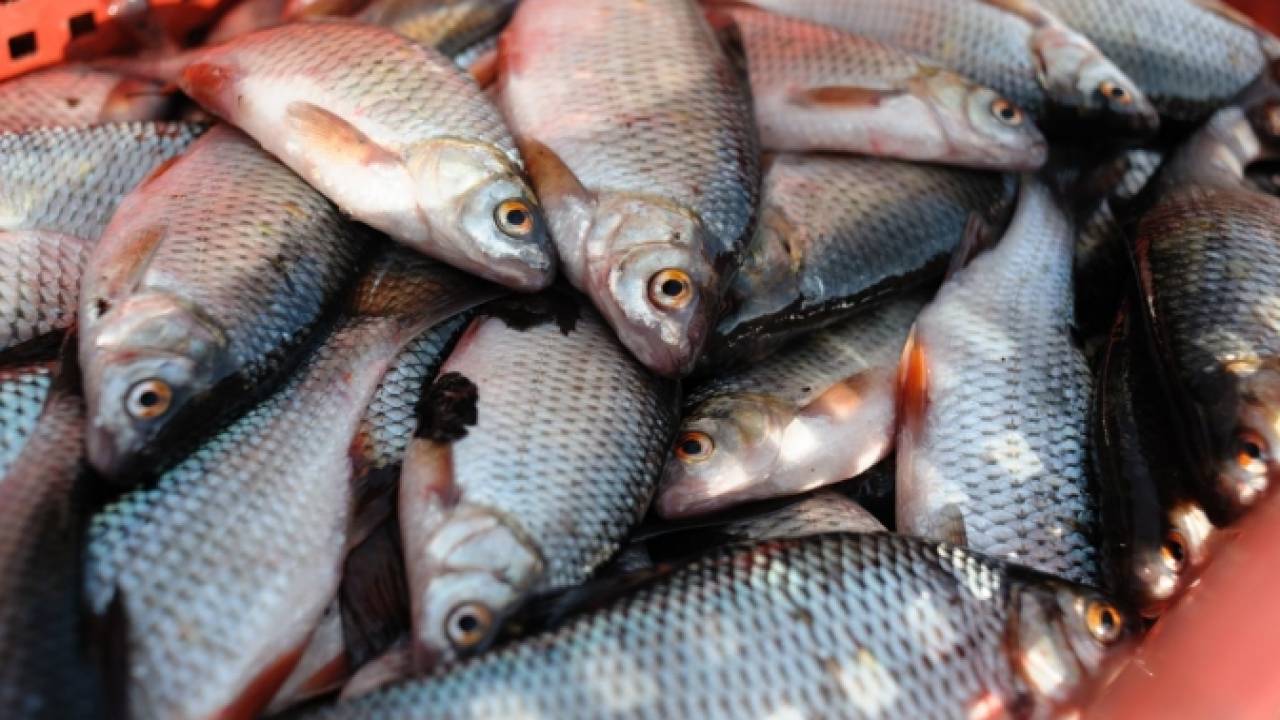 На 50% планируют увеличить производство товарной рыбы в Атырауской области к 2030 году