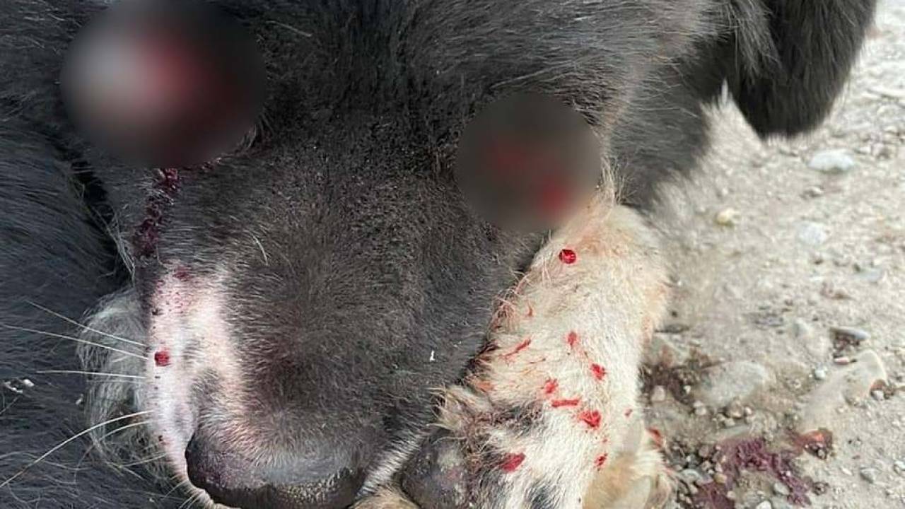 Неизвестные изуродовали собаку в Шымкенте