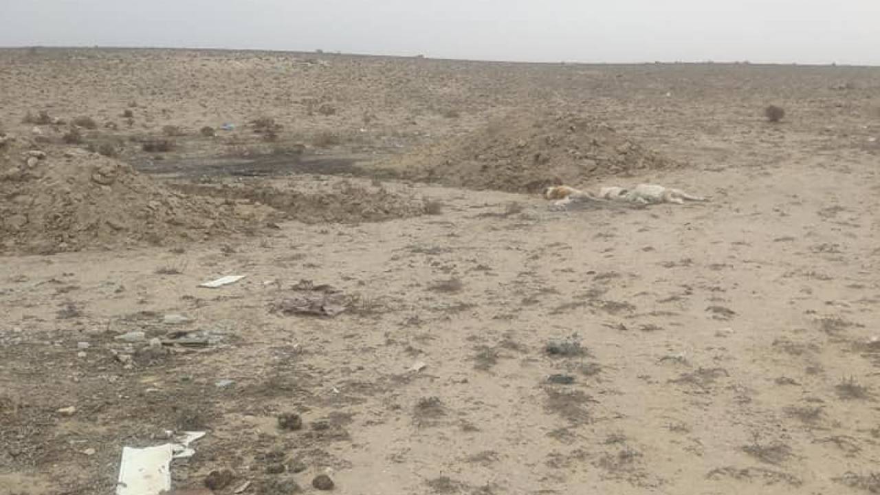 Работника акимата наказали за яму с мертвыми собаками около Актау