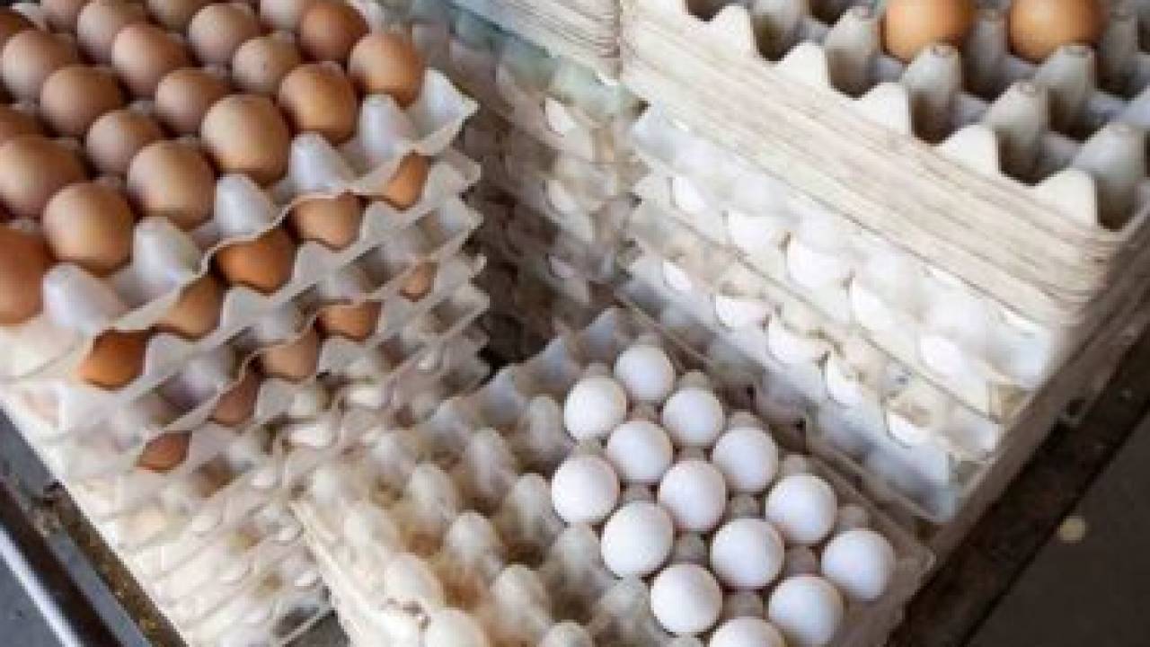 Стоимость яиц необоснованно завышена – Минсельхоз РК