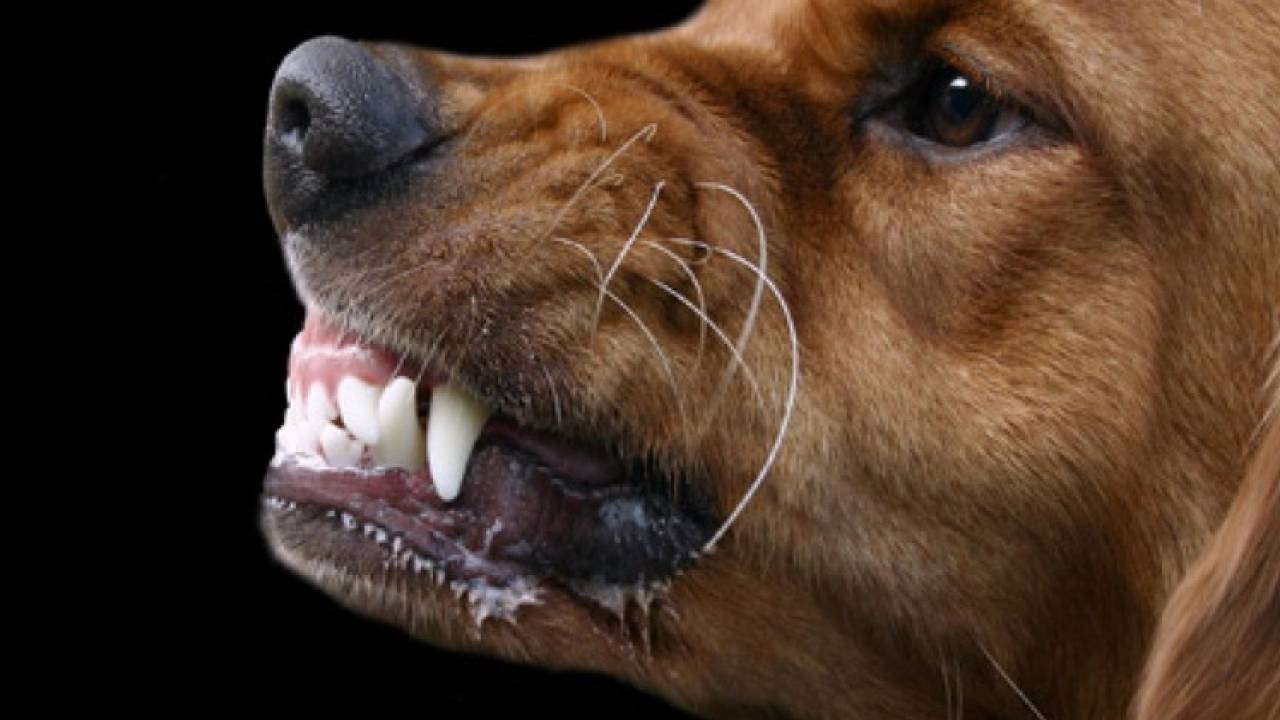 Трехмесячный щенок стал источником бешенства в Шымкенте