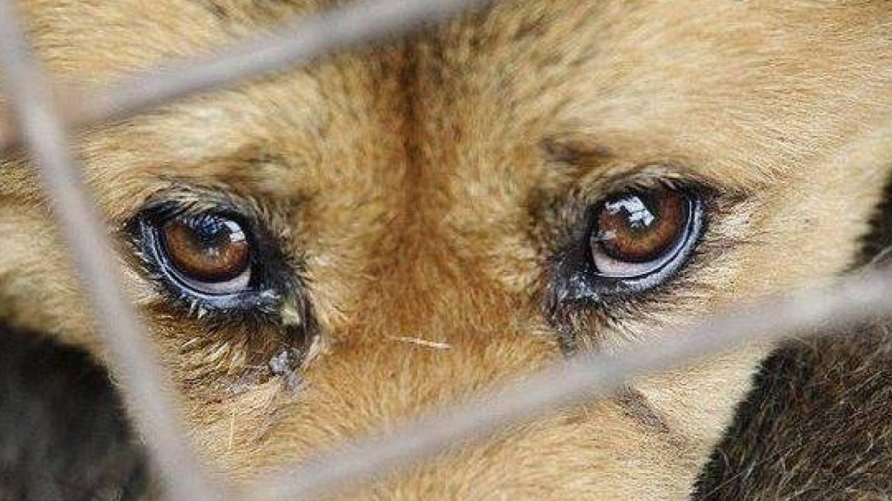 В Казахстане предложили увеличить штраф за жестокое обращение с животными до 5