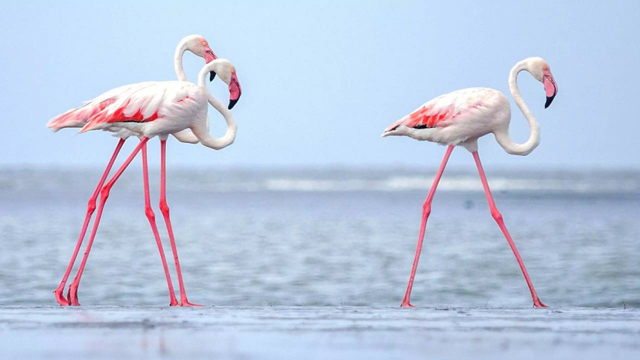 В Мангистау сфотографировали замерзающих фламинго