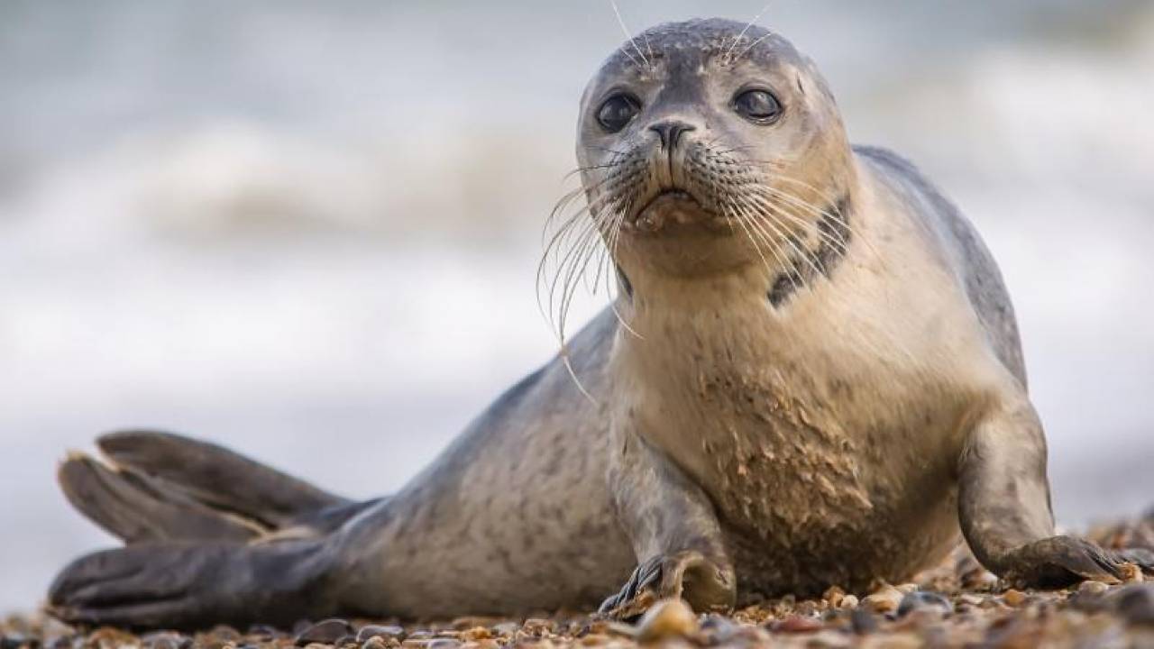 В Сети опубликовано видео "убегающих" от ледокола детенышей тюленей