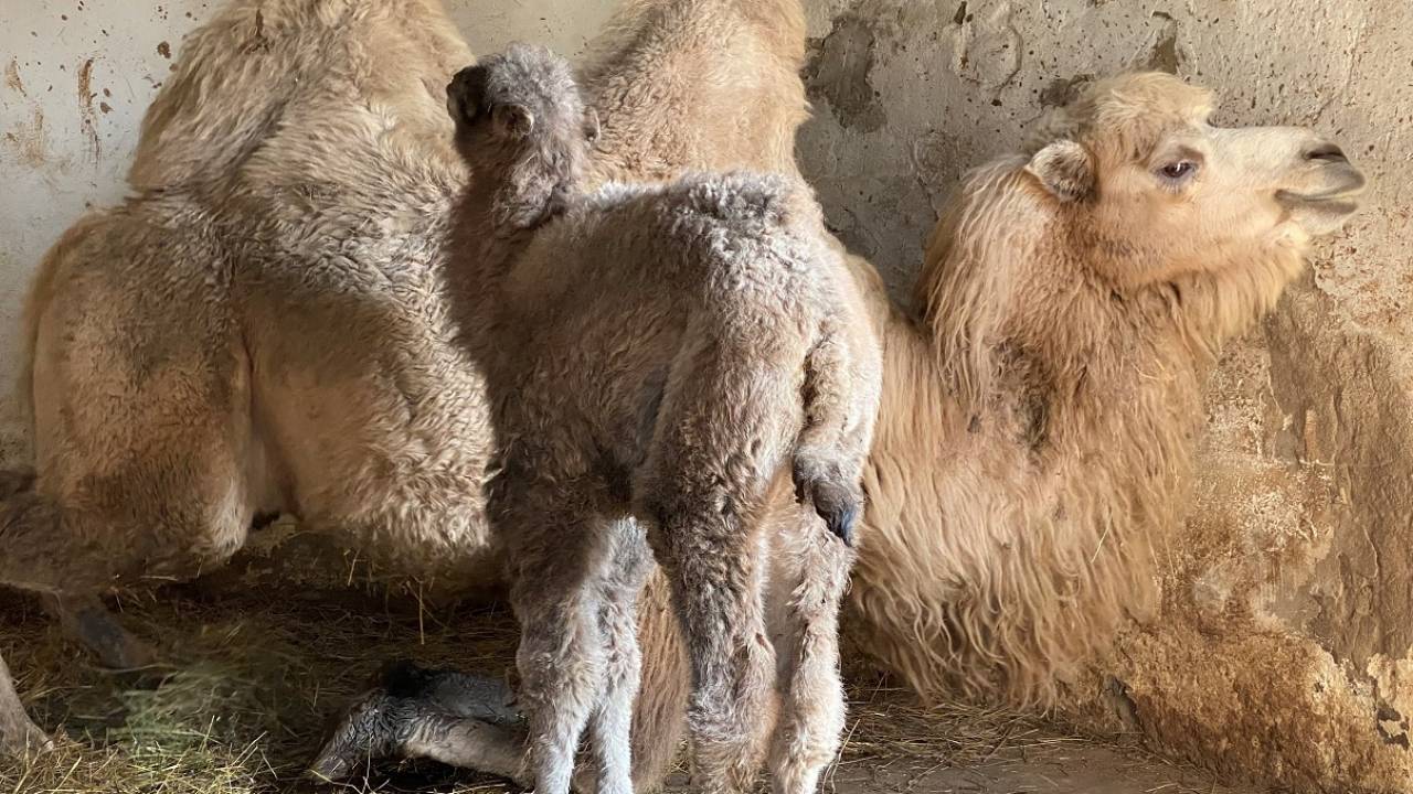 Алматинцы увидели рождение верблюжонка в Алматы. Имя ему дали через Instagram