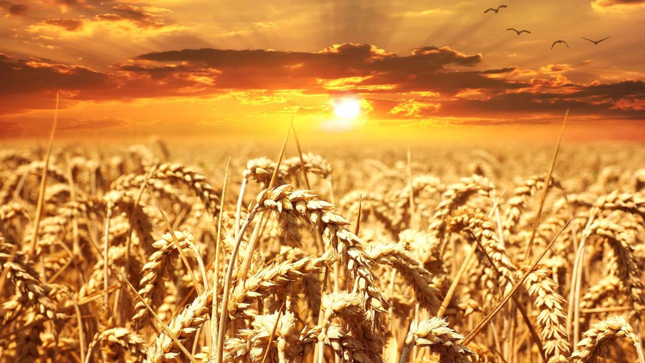 Грузия заменит российскую пшеницу казахстанской