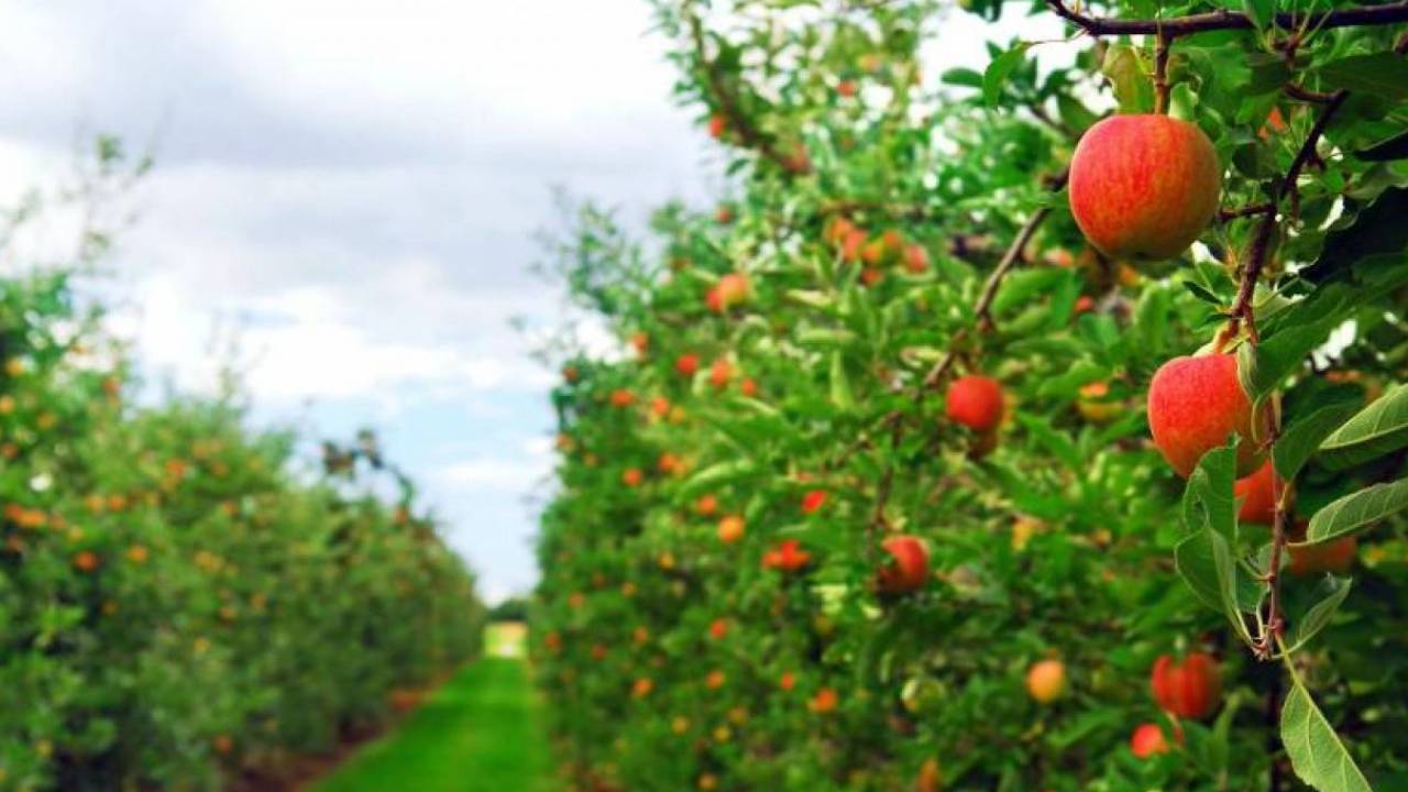 Яблоневые сады будут возрождать в Казахстане