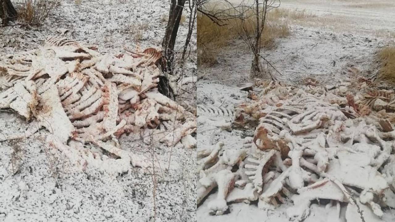 Кучу костей животных нашли вдоль дороги в Алматинской области