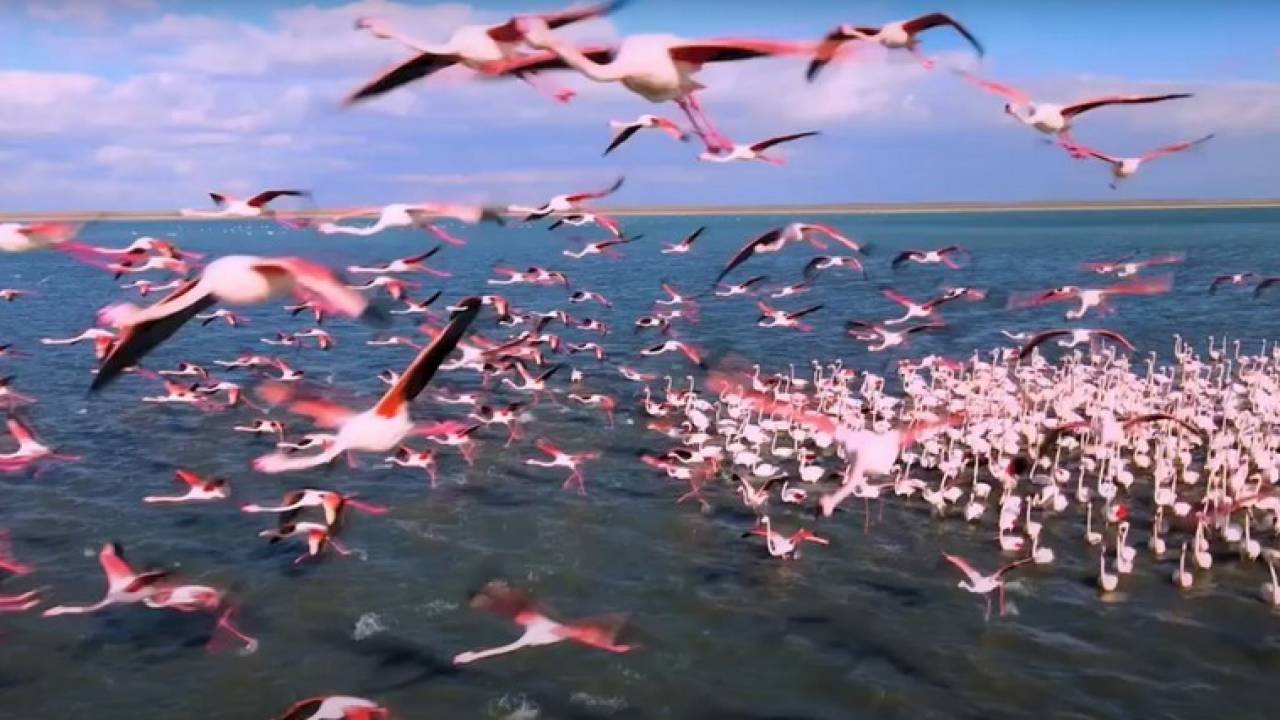 Огромную стаю фламинго сняли на видео в Актау