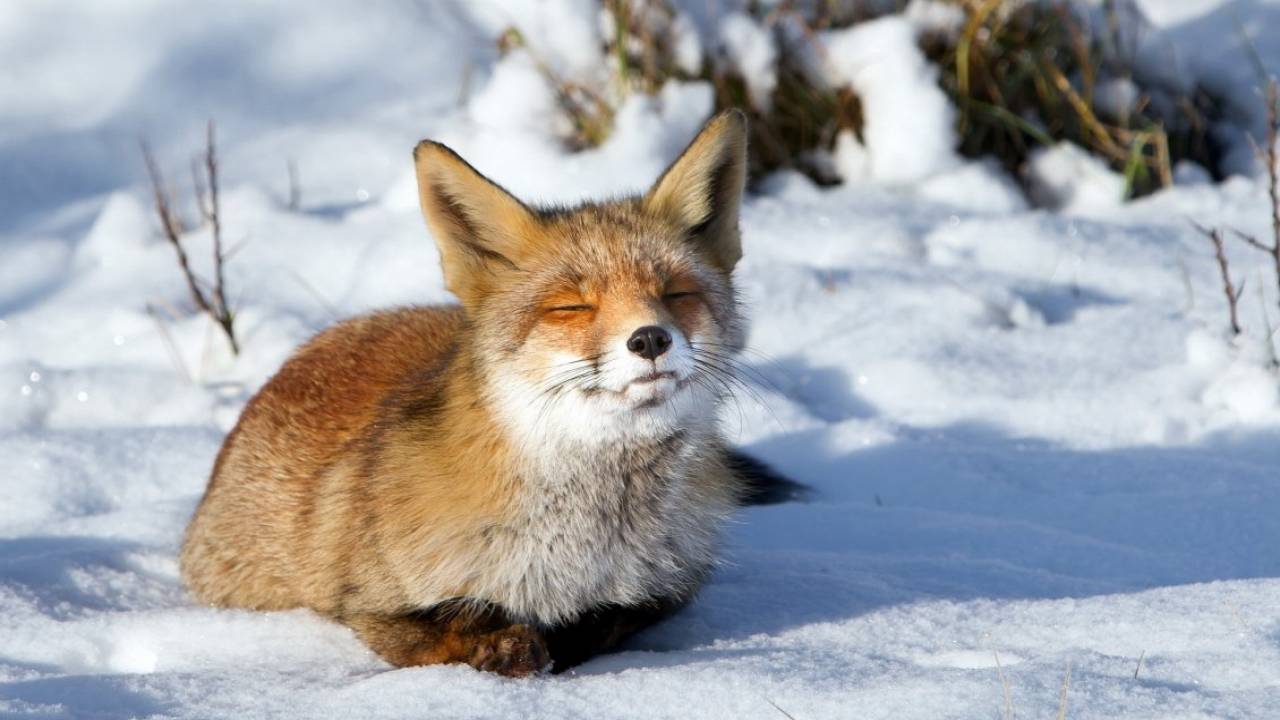 Отстрел запрещен - лисы в СКО массово уничтожают домашних животных