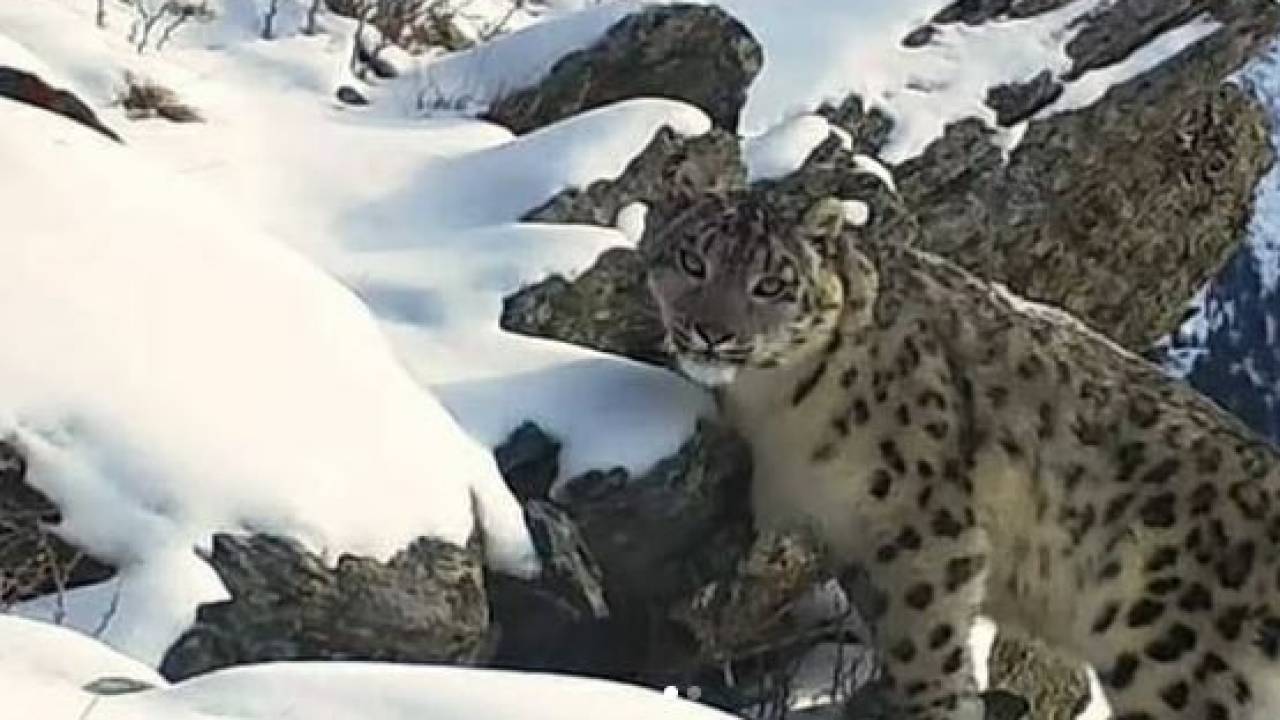 Появилось первое видео снежного барса с казахстанского Алтая