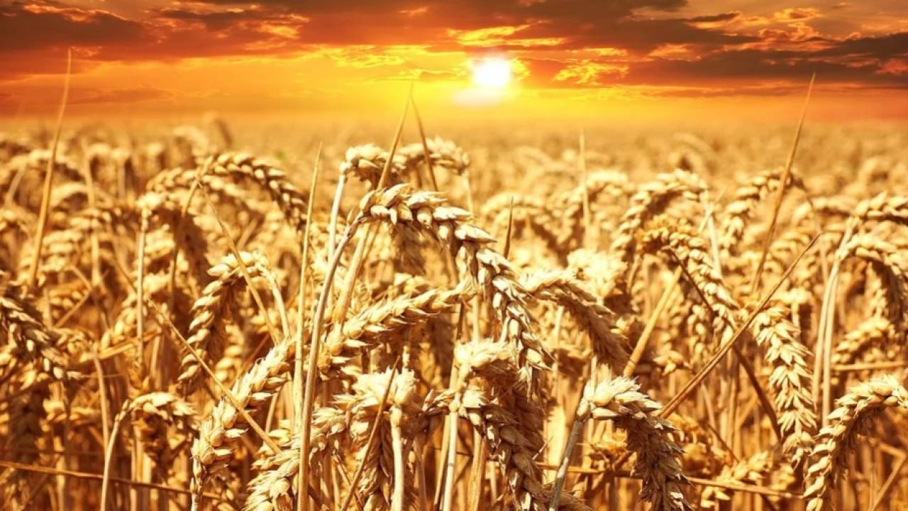 Урожайность повысилась в Казахстане
