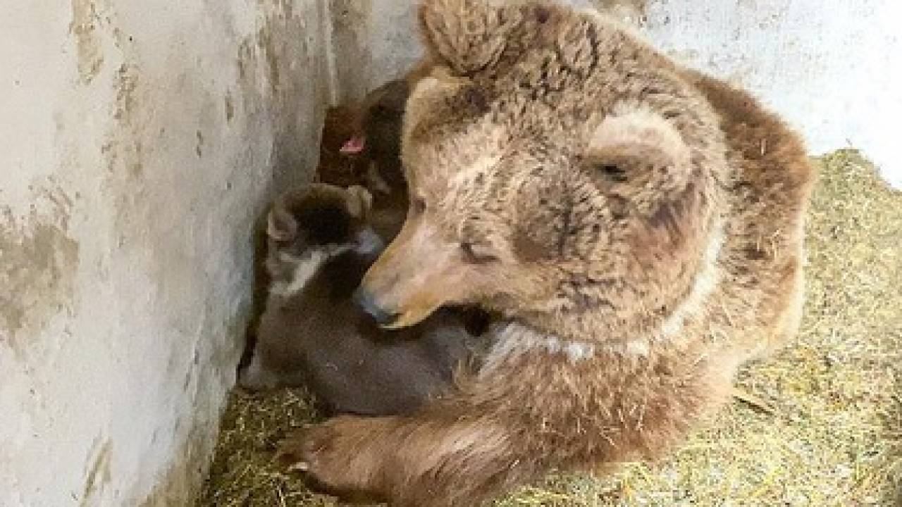 В Алматинском зоопарке рассказали о рождении медвежат