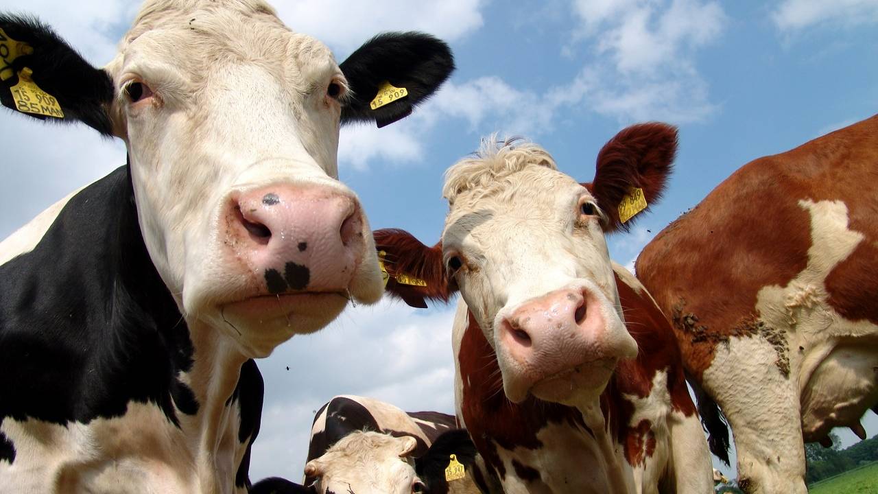 В Казахстане введен запрет на вывоз коров и коз