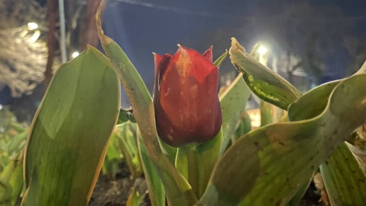 В Шымкенте зацвели первые тюльпаны