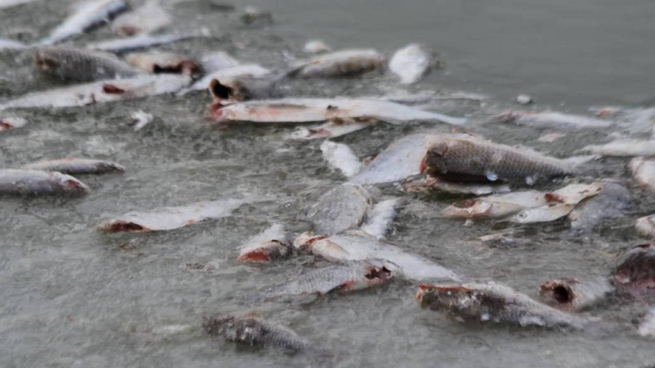 В Туркестанской области массово гибнет рыба