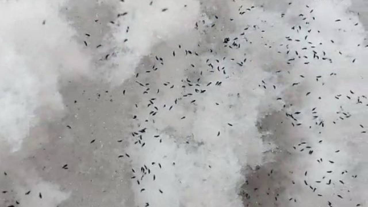 Выпавшие со снегом насекомые напугали казахстанцев