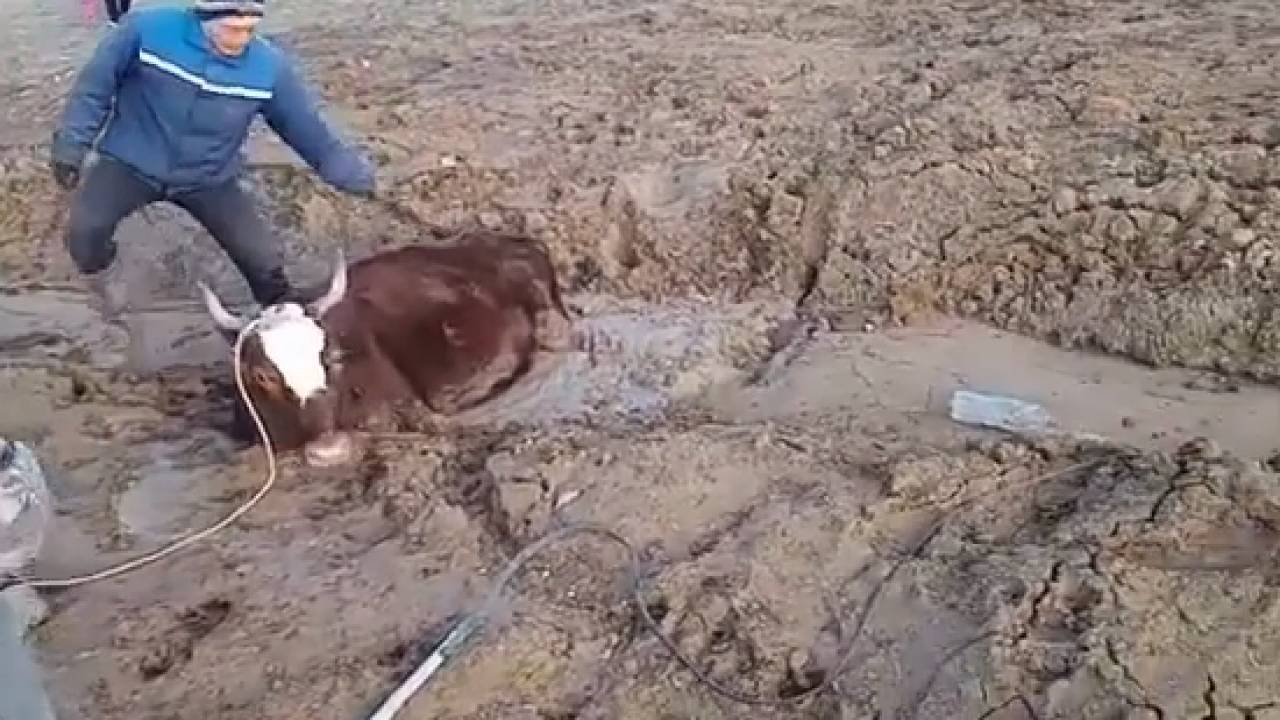Корова провалилась в грязь. Жители села Карагандинской области обвинили акимат