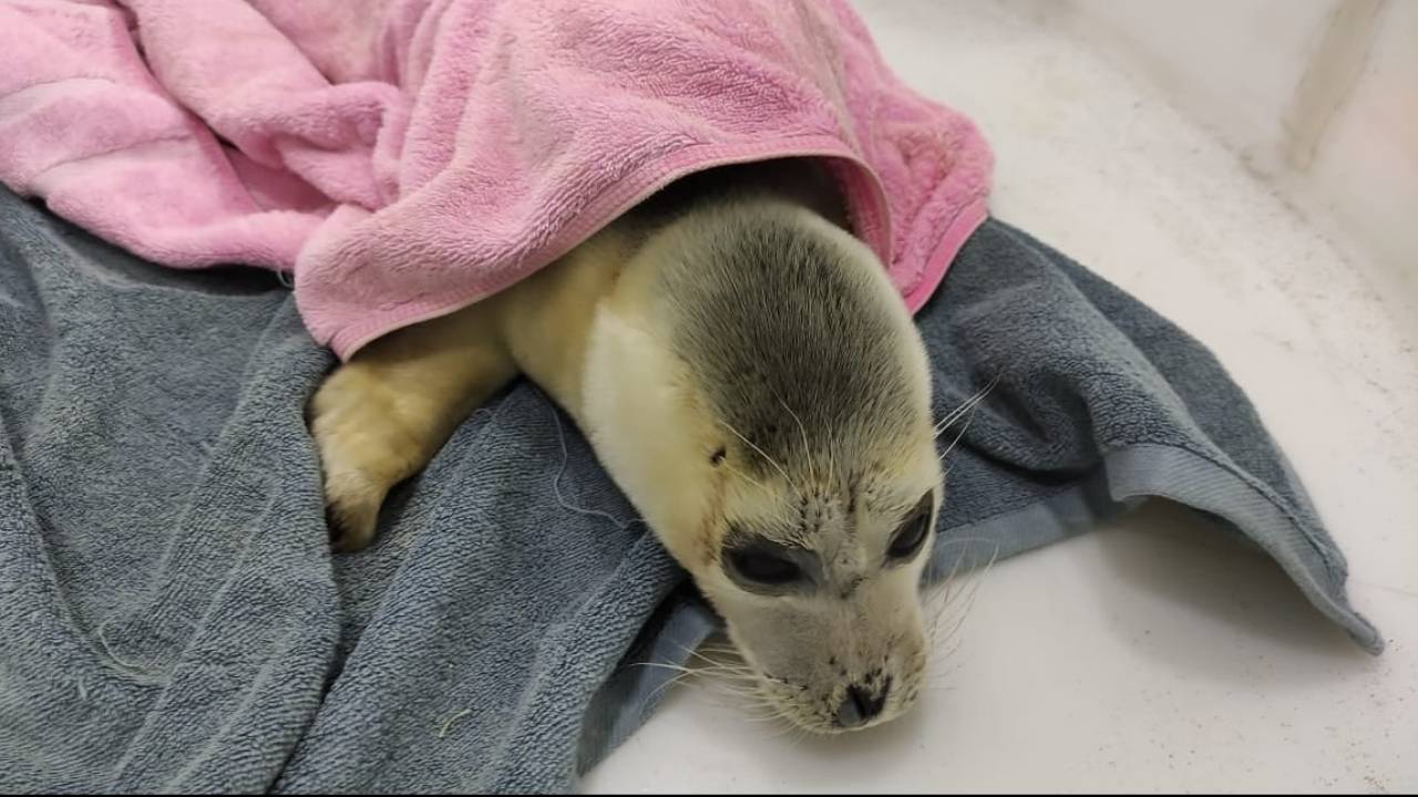 Милота: спасенный на берегу Каспия малыш-тюлень купается в ванне