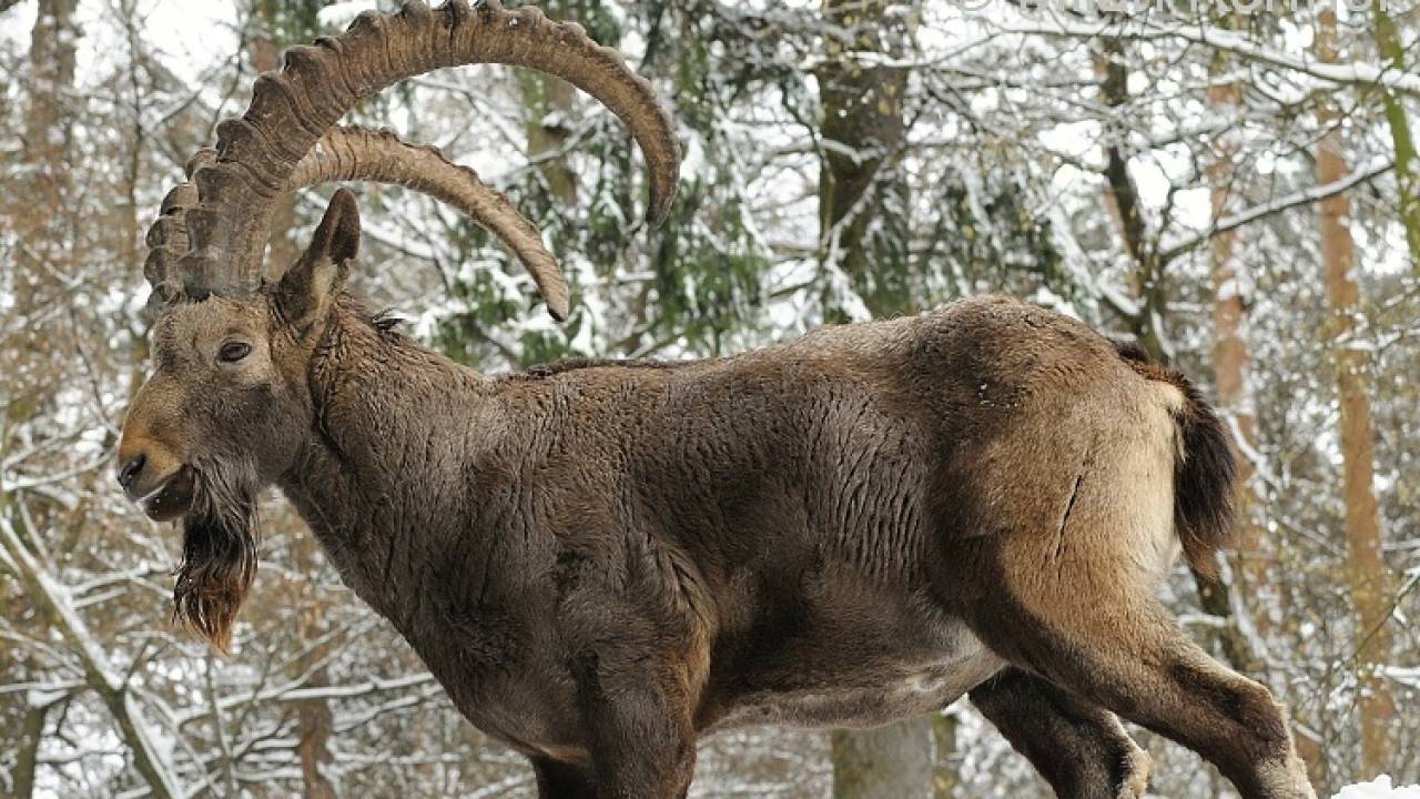 Редкий сибирский горный козел попал в фотоловушку в Алматинской области