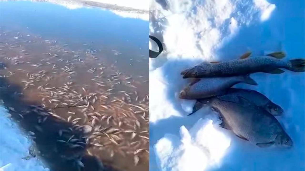Рыба вмерзла в лед на озере "Балыкты"