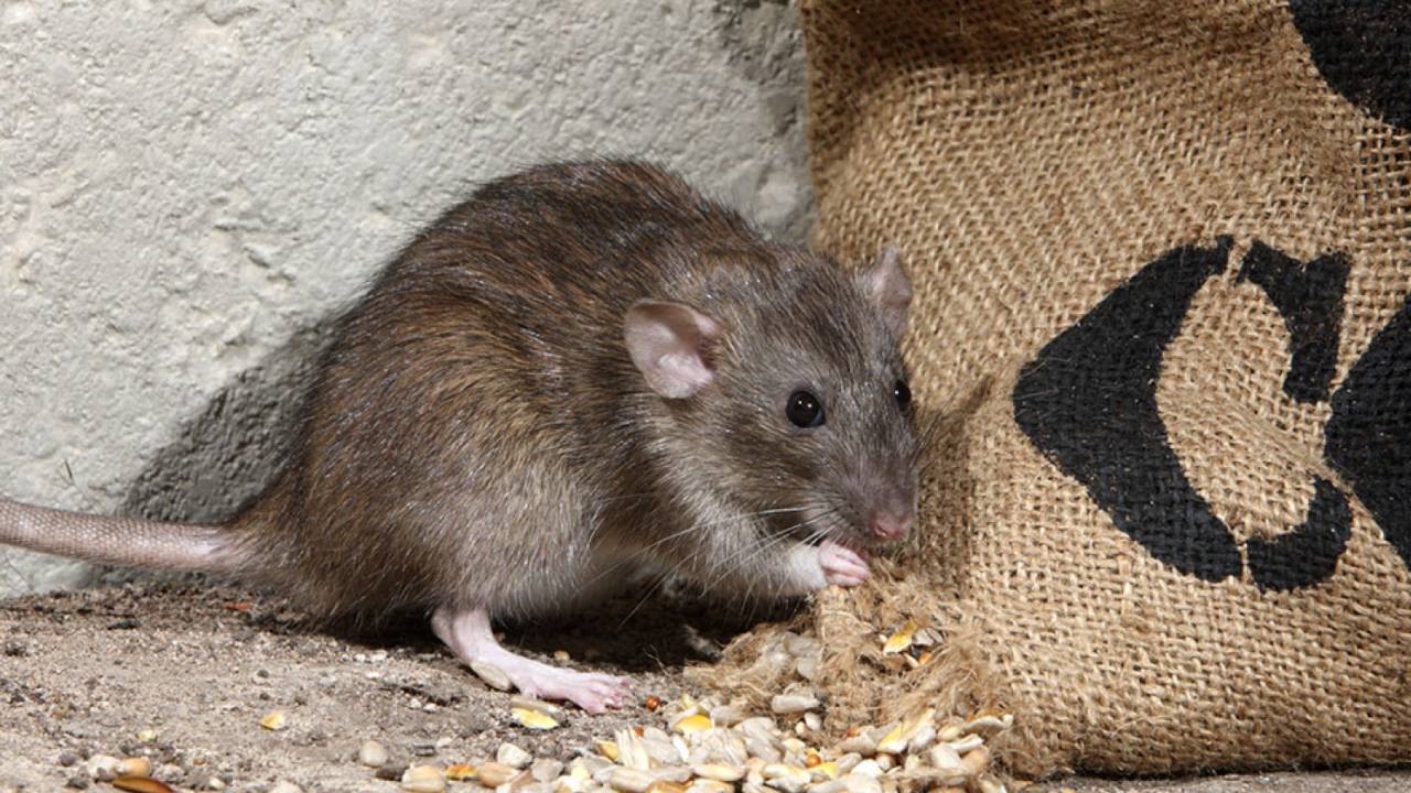Шум и крысы - жители поселка в СКО жалуются на соседство с элеватором