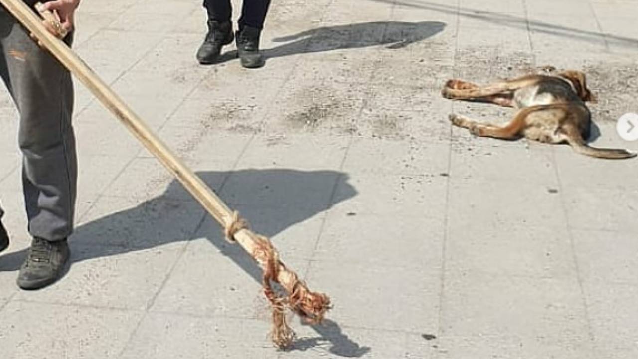 Собаку избили палкой до полусмерти в Алматы. В ДП дали комментарий