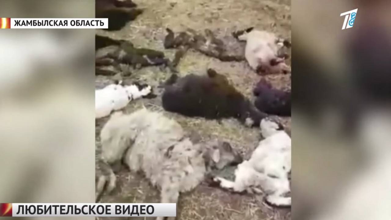 Таинственные хищники нападают на скот в Жамбылской области