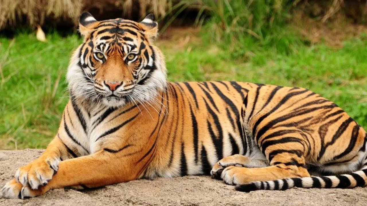 Тигра и лошадь Пржевальского внесли в список редких и исчезающих видов животных