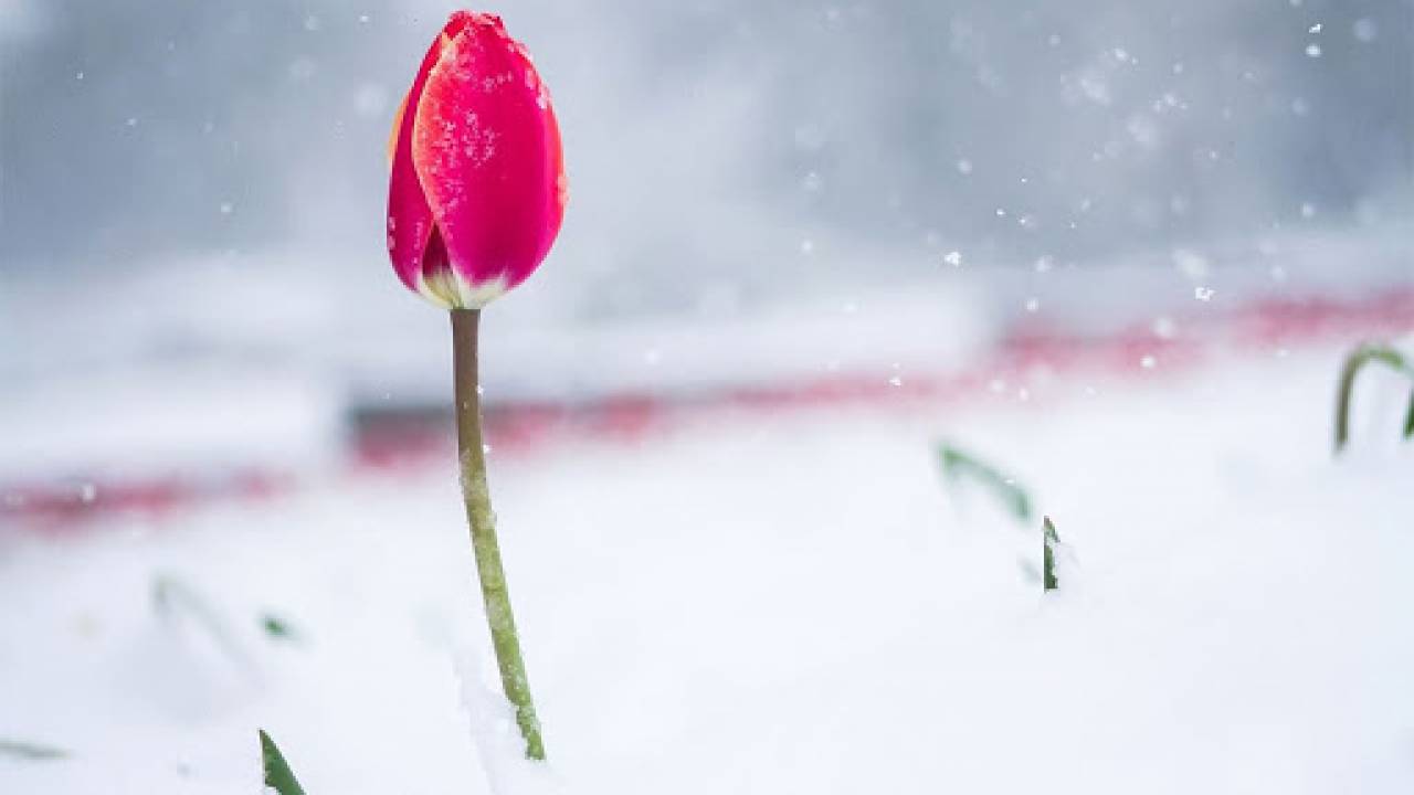 Тюльпаны в снегу. Алматинскую область заметает