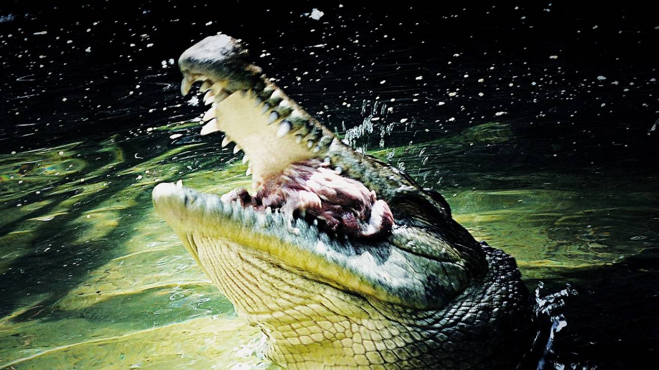 В алматинском зоопарке крокодил съел котенка на глазах у всех