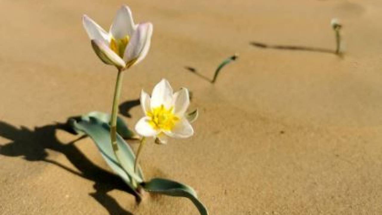 В песках Мангистау зацвели тюльпаны